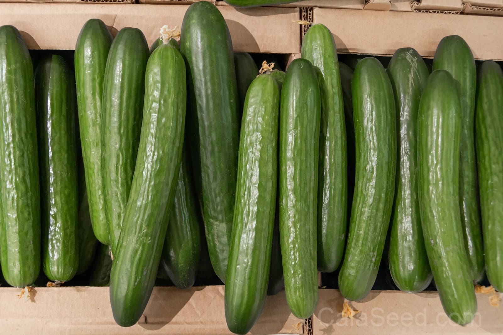 Long Green Improved Cucumber Seeds — High-Yield Slicing Variety - View 2