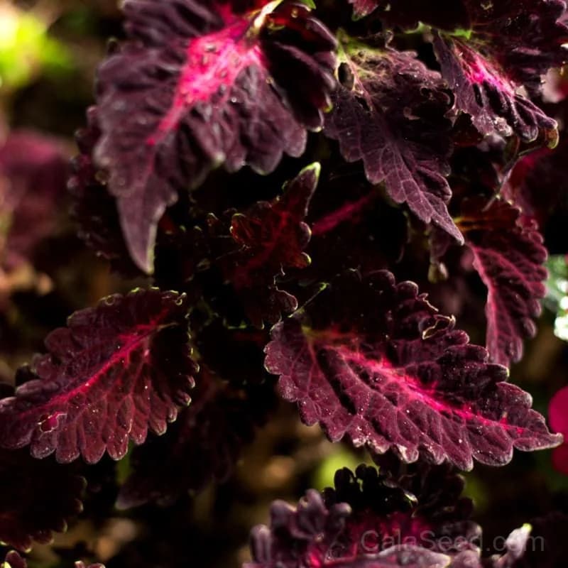 Black Dragon Coleus Seeds — Dark Purple Foliage Accent - Alt