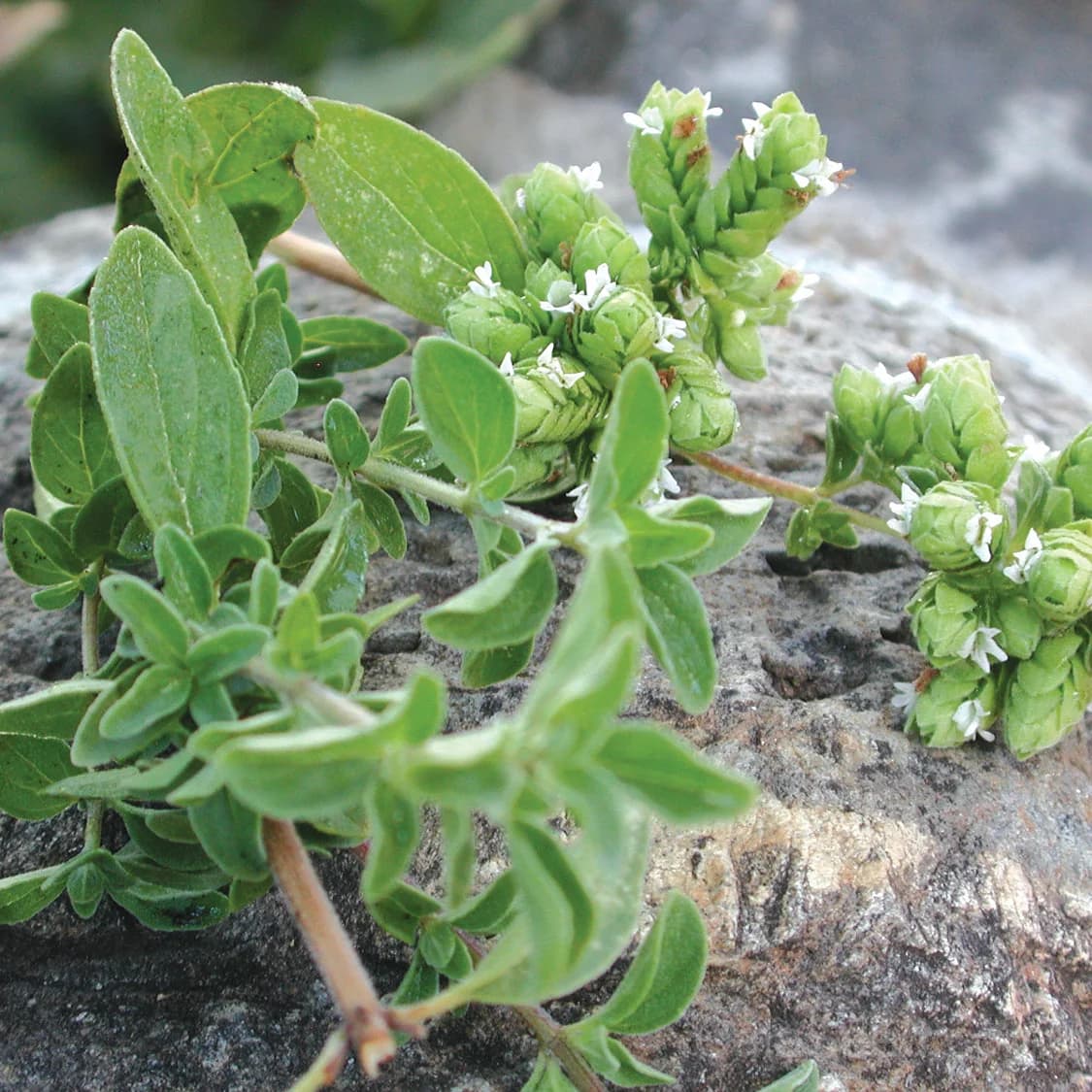 Sweet Marjoram Seeds — Aromatic Culinary Herb - Main