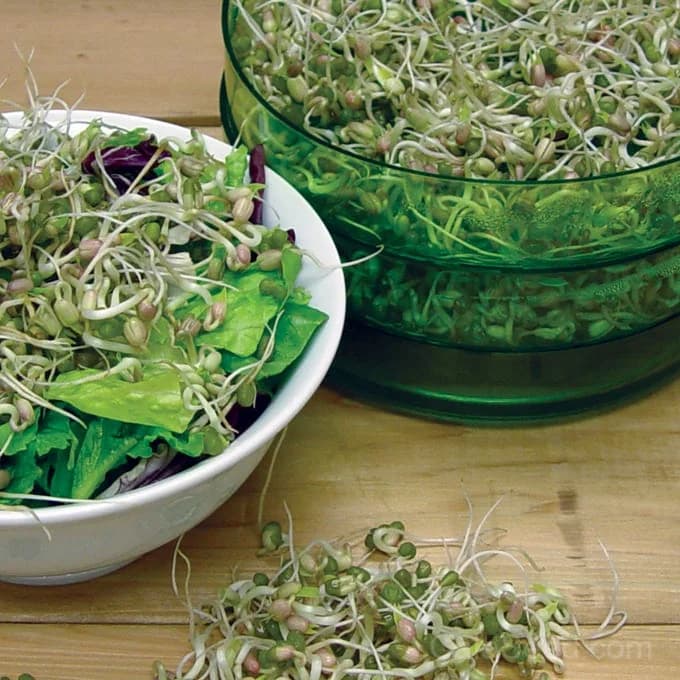 Mung Bean Sprout Seeds — Crisp Microgreen Sprouts - Main