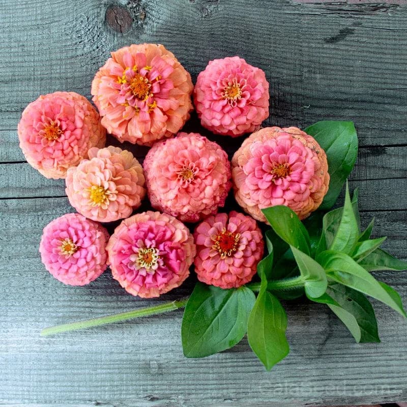 Oklahoma Salmon Zinnia Seeds — Heat-Tolerant Cut Flower - View 3