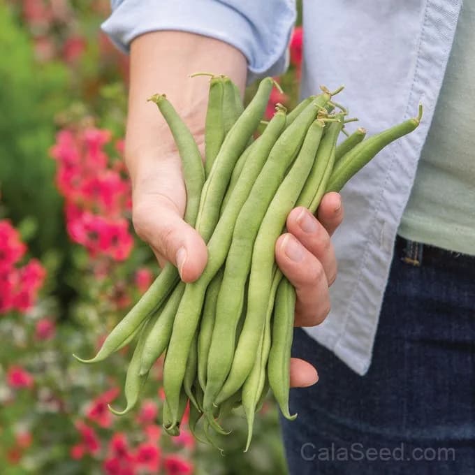 Big Kahuna Bush Bean Seeds — High-Yield Pole Bean - View 3