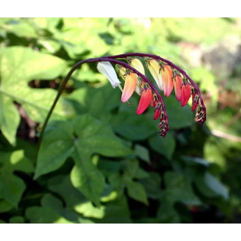Mina Lobata Seeds — Firecracker Vine Blooms - View 4