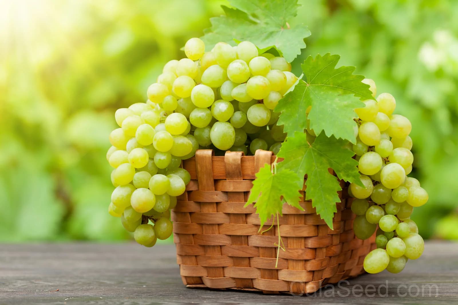 Green Dessert Grape 'Vitis Vinifera' Seeds — Sweet Table Fruit Vine - View 4