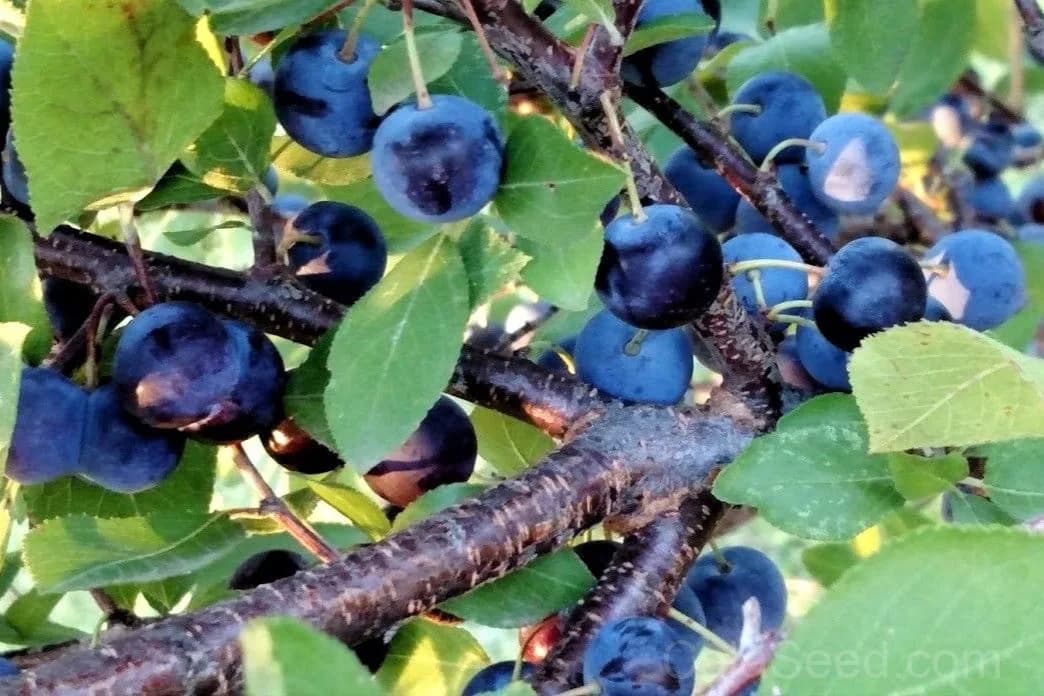 Beach Plum 'Prunus Maritima' Seeds — Native Edible Fruit Shrub - View 4
