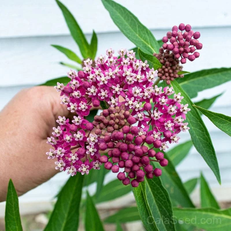 Swamp Milkweed Seeds — Monarch Butterfly Host Plant - Main