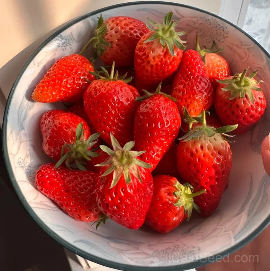 Sweet Strawberry Seeds – Juicy, High Germination & Easy to Grow - Alt