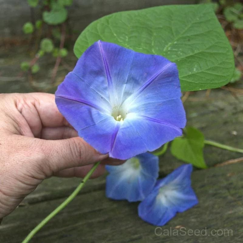 Heavenly Blue Morning Glory Seeds — Sky-Blue Annual Vine - Main