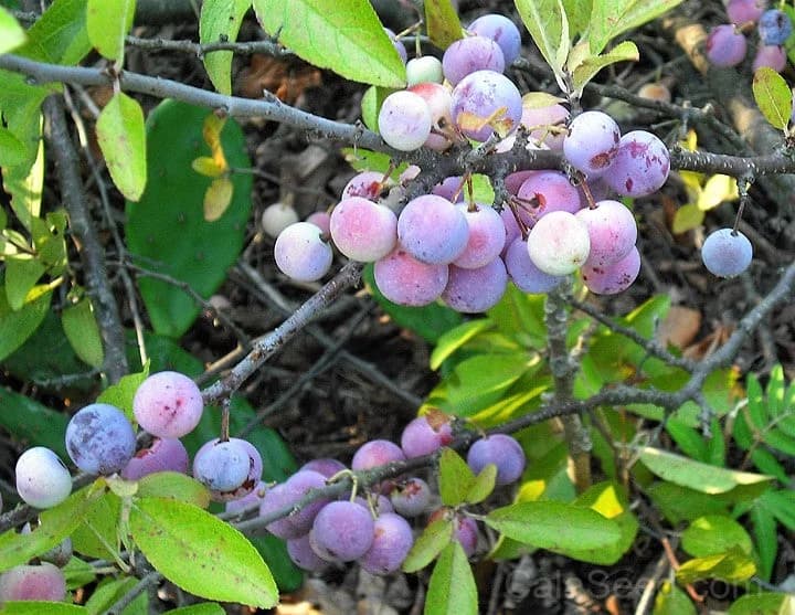 Beach Plum 'Prunus Maritima' Seeds — Native Edible Fruit Shrub - View 3