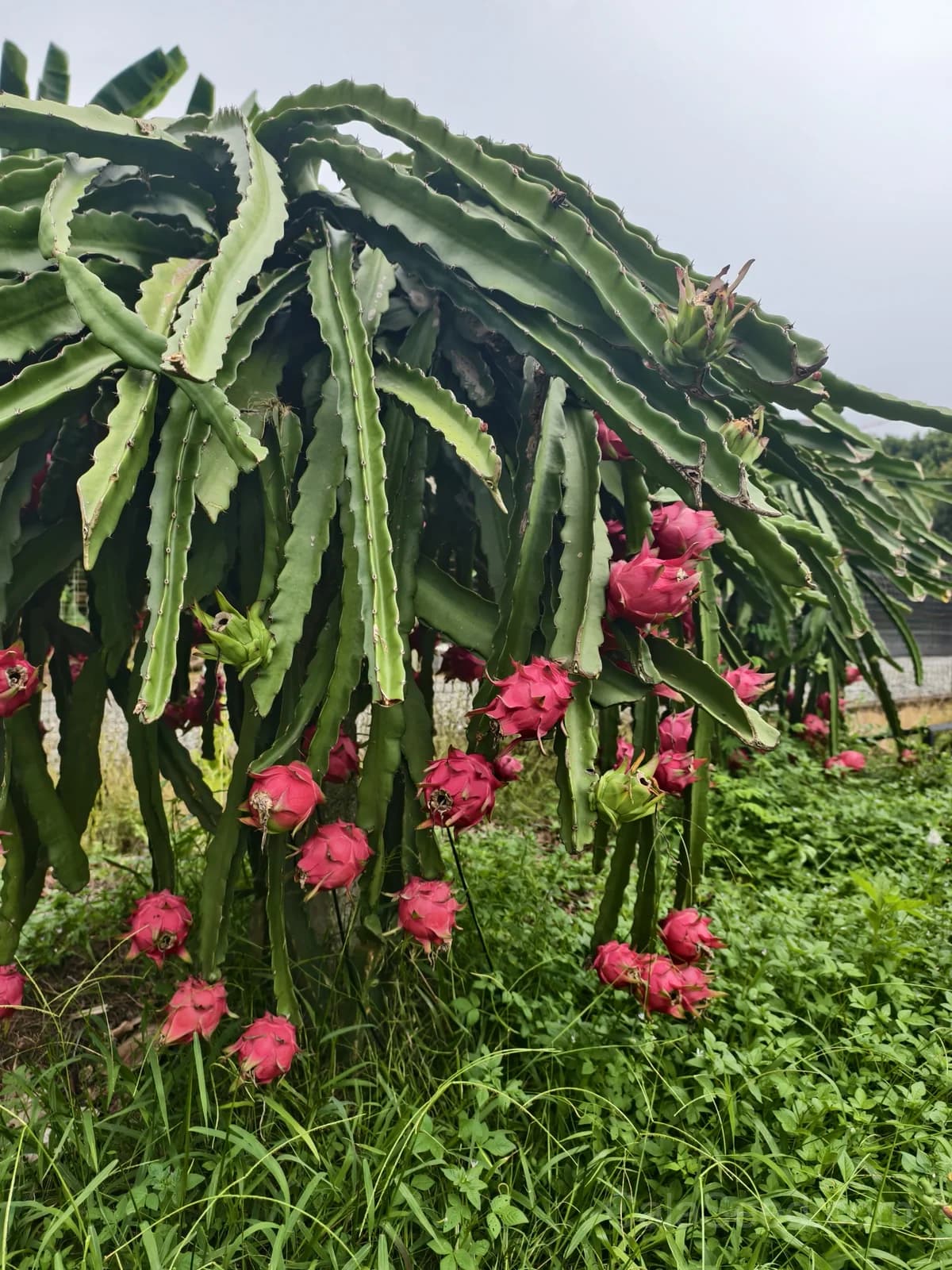 Dragon Fruit 'American Beauty' Seeds — Sweet Tropical Vine - View 6