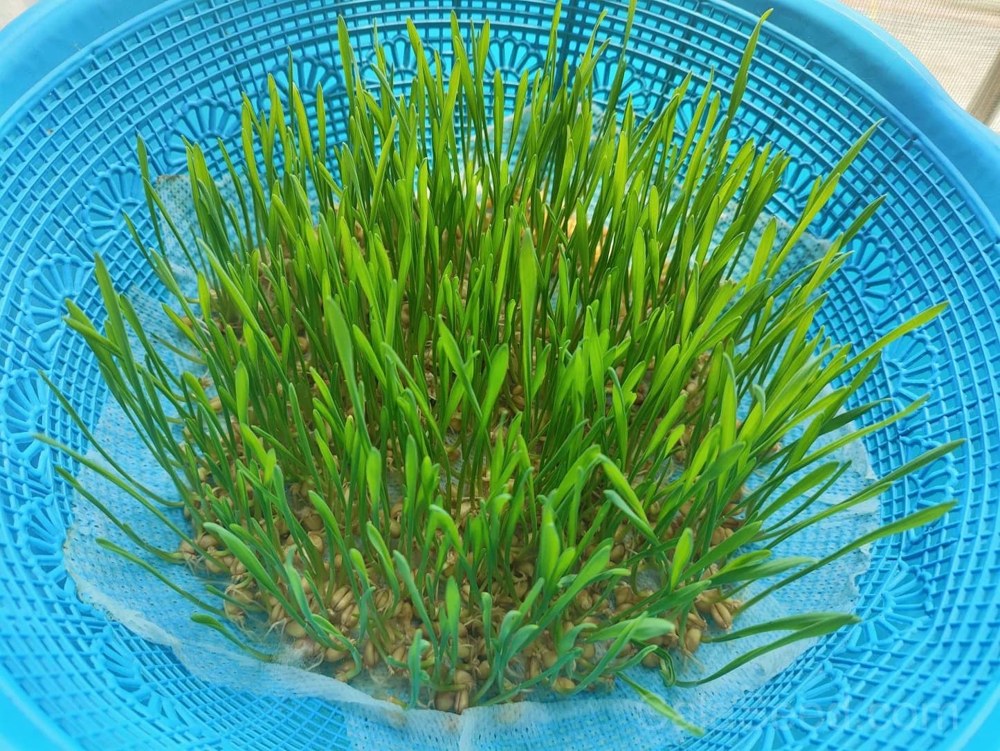 Wheatgrass 'Organic Sprout' Seeds — Nutrient-Dense Microgreen - View 3