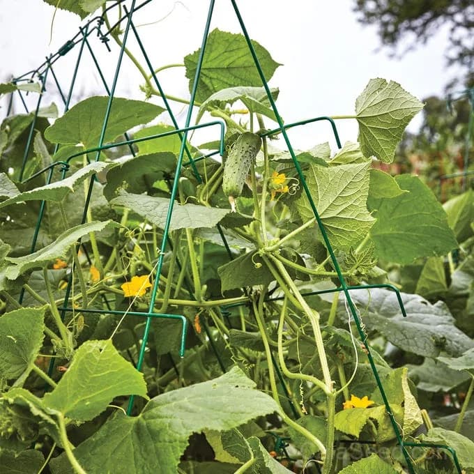 Bragger Cucumber Seeds — High-Yield Garden Favorite - View 3
