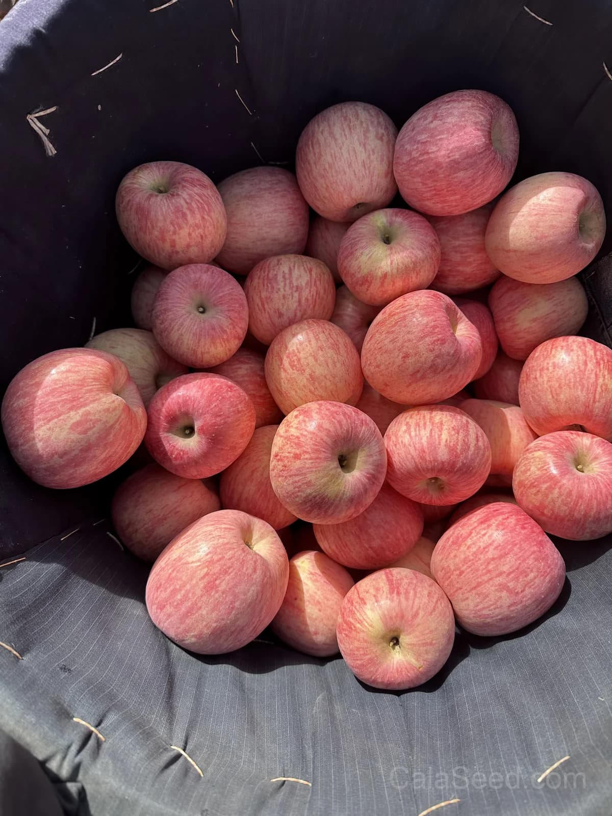 Gala Apple Seeds — Sweet Crisp Home Orchard - View 2