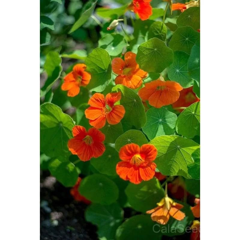 Whirlybird Choice Mix Seeds — Pollinator-Friendly Flower Blend - View 3