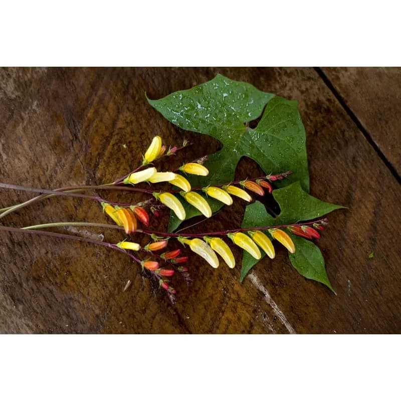Mina Lobata Seeds — Firecracker Vine Blooms - View 2