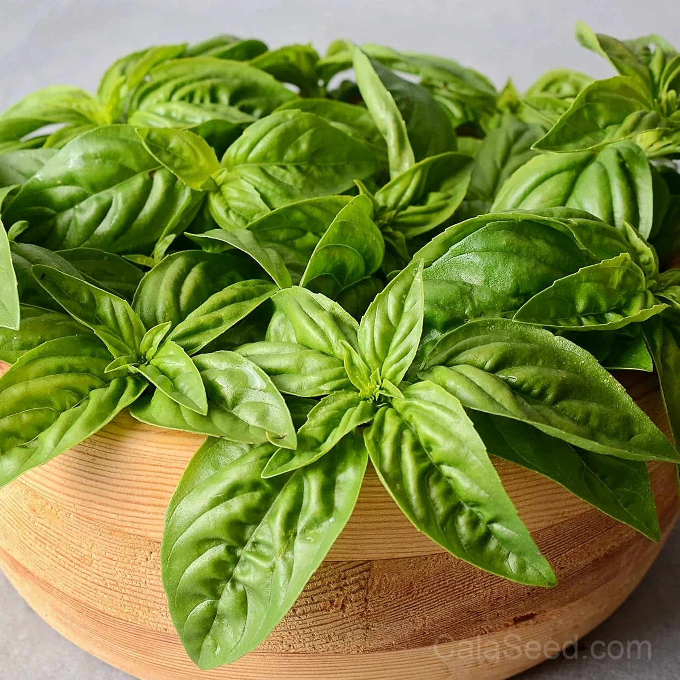 'Profumo' Tomato Seeds — Rich Aromatic Heirloom Flavor - Main