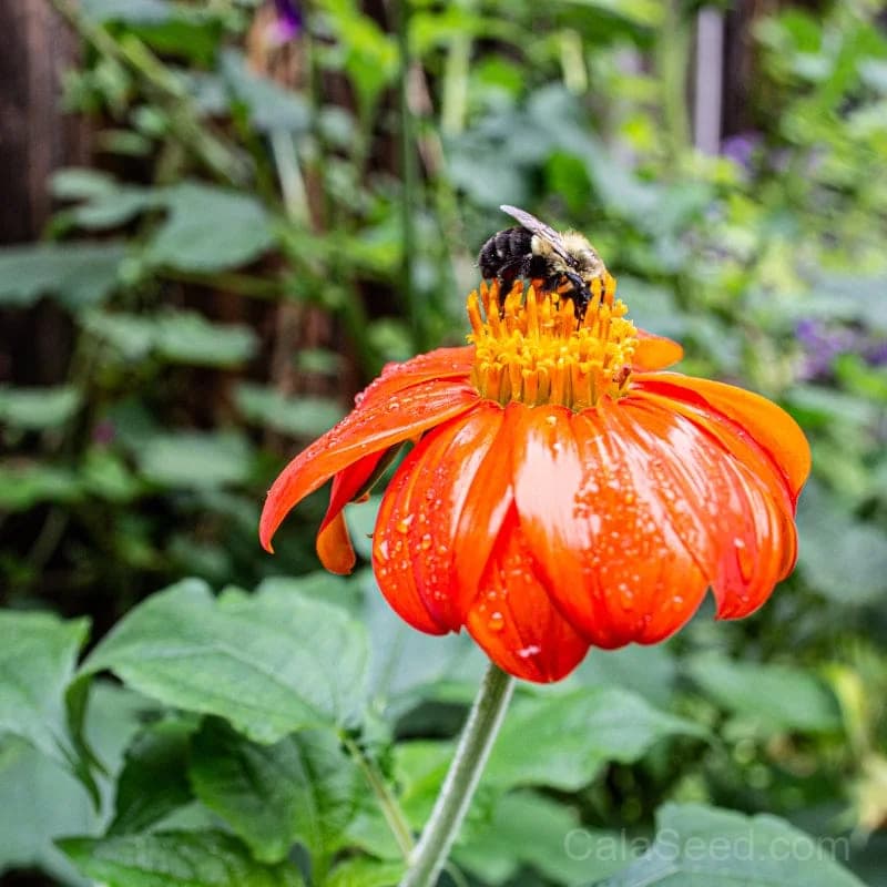 Torch Tithonia Seeds — Brilliant Orange Butterfly Magnet - Alt
