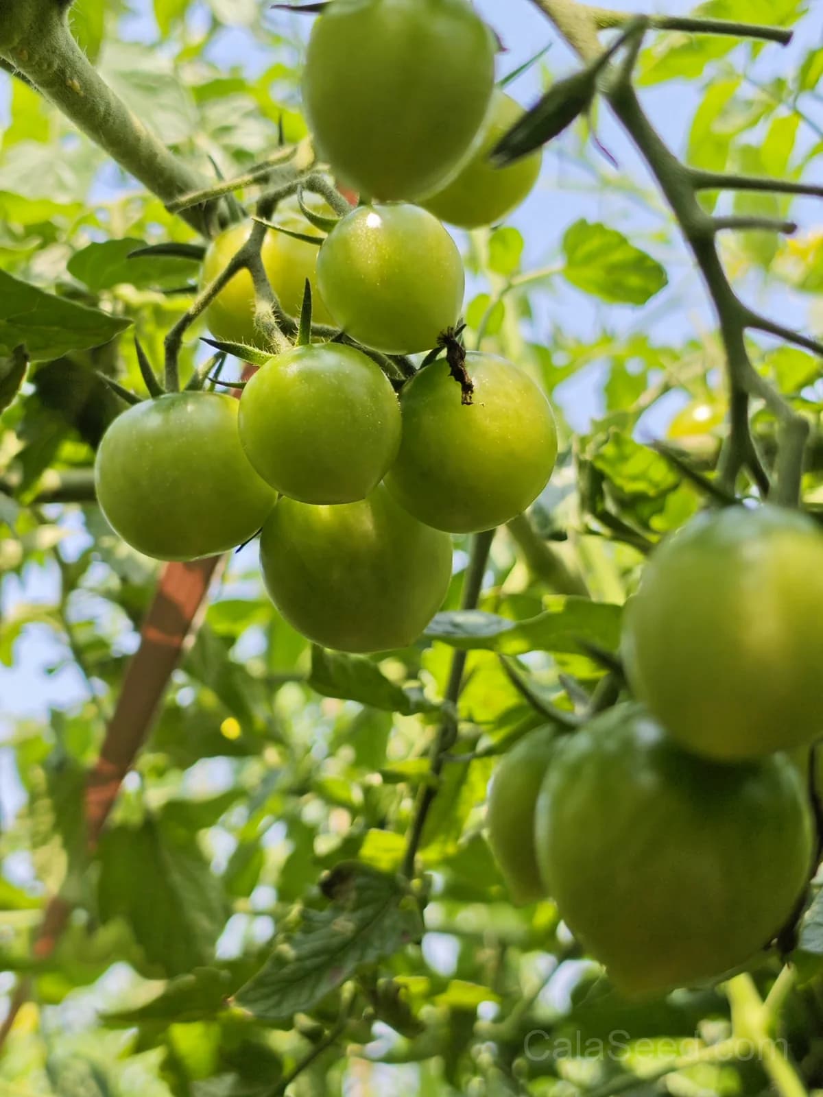 Tomatillo 'Green Organic' Seeds — Tangy Salsa Verde Fruit - View 5