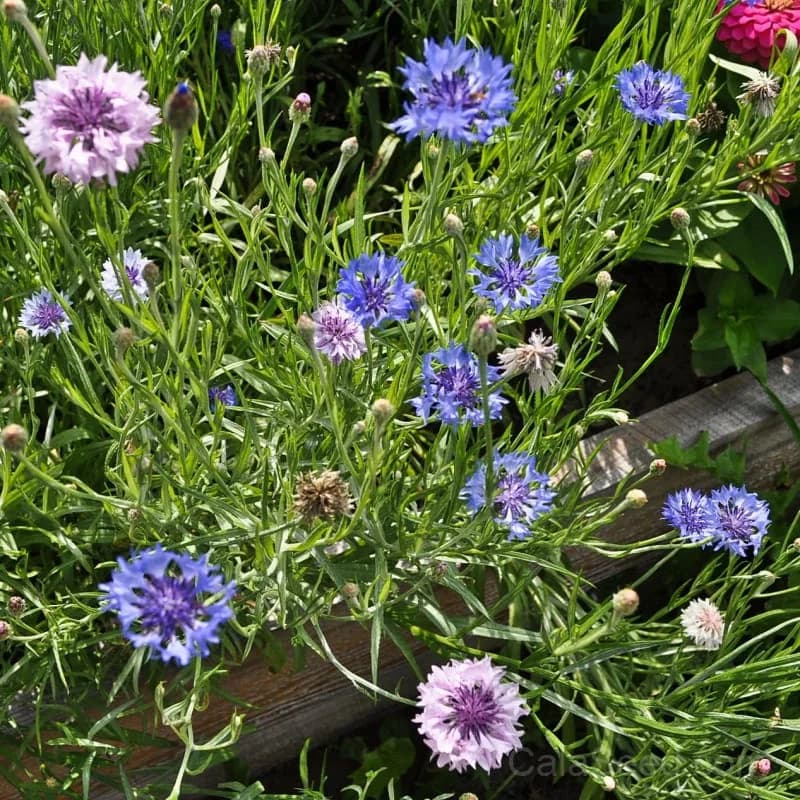 Tall Mix Centaurea Seeds — Native Wildflower Blend - Alt