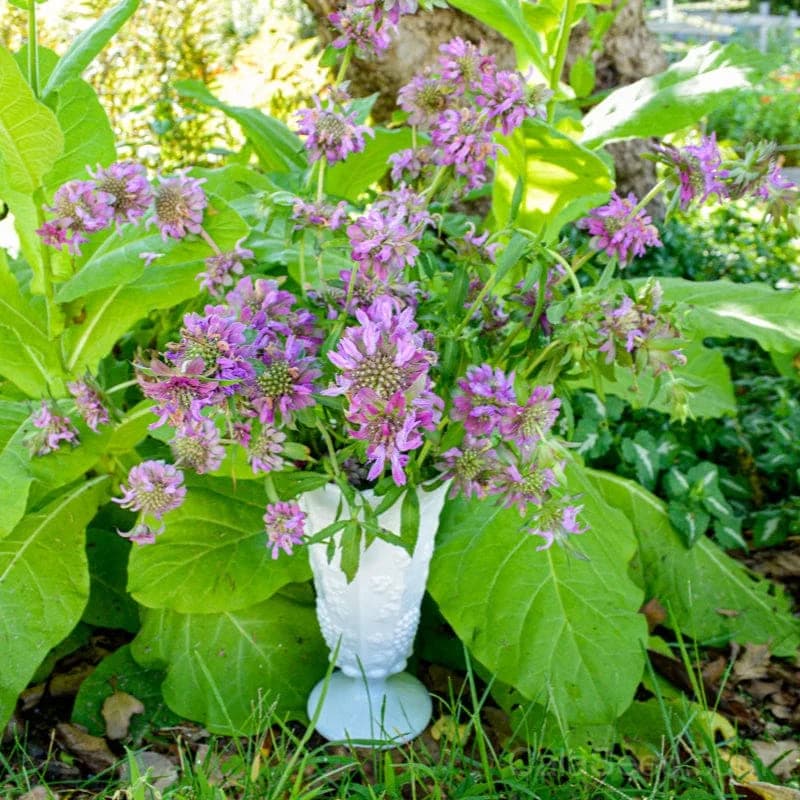 Lemon Mint Monarda Seeds — Fragrant Native Herb - Alt