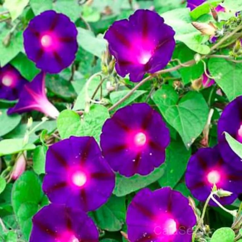 Black Morning Glory Seeds — Striking Dark Blooms - Main