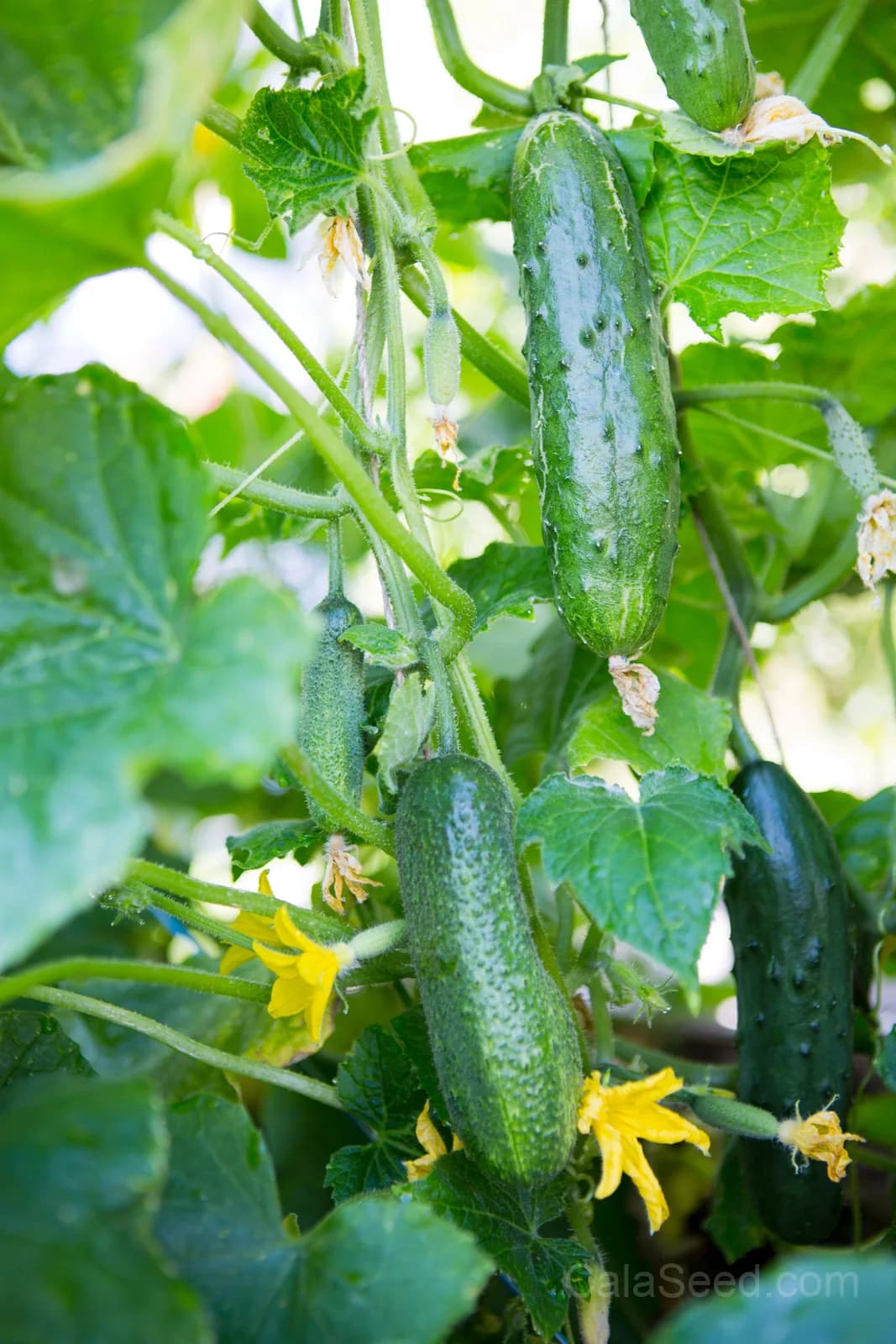 Marketmore 76 Slicing Cucumber Seeds — High-Yield Garden Fruit - View 10