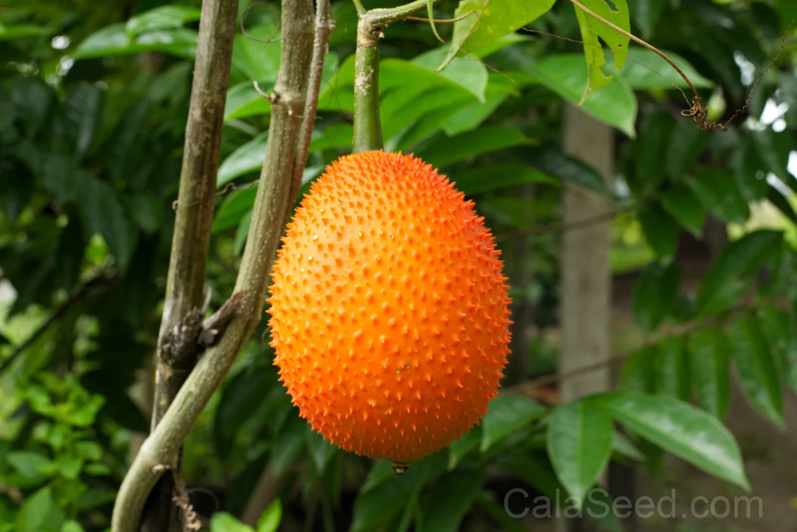Gac Melon 'Momordica Cochinchinensis' Seeds — Nutrient-Rich Superfruit Vine - View 2