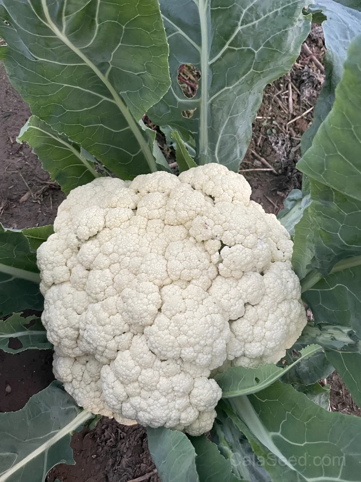 Snowball Y Cauliflower Seeds — Self-Blanching White Heads - View 6