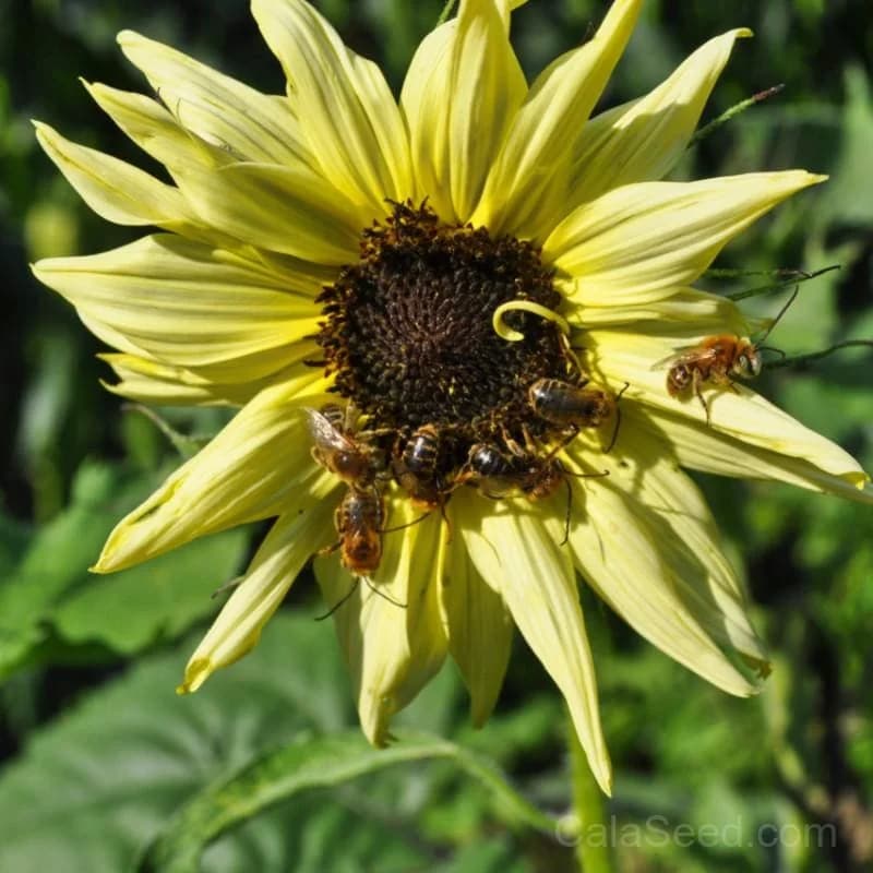 Italian White Sunflower Seeds — Heirloom Pollinator-Friendly Bloom - View 1