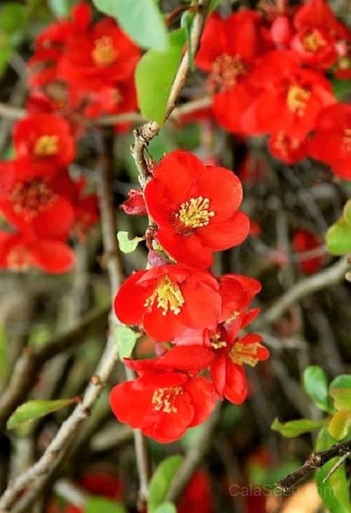 Red Flowering Dwarf Quince 'Chaenomeles Japonica' Seeds — Scarlet Ornamental Shrub - View 9