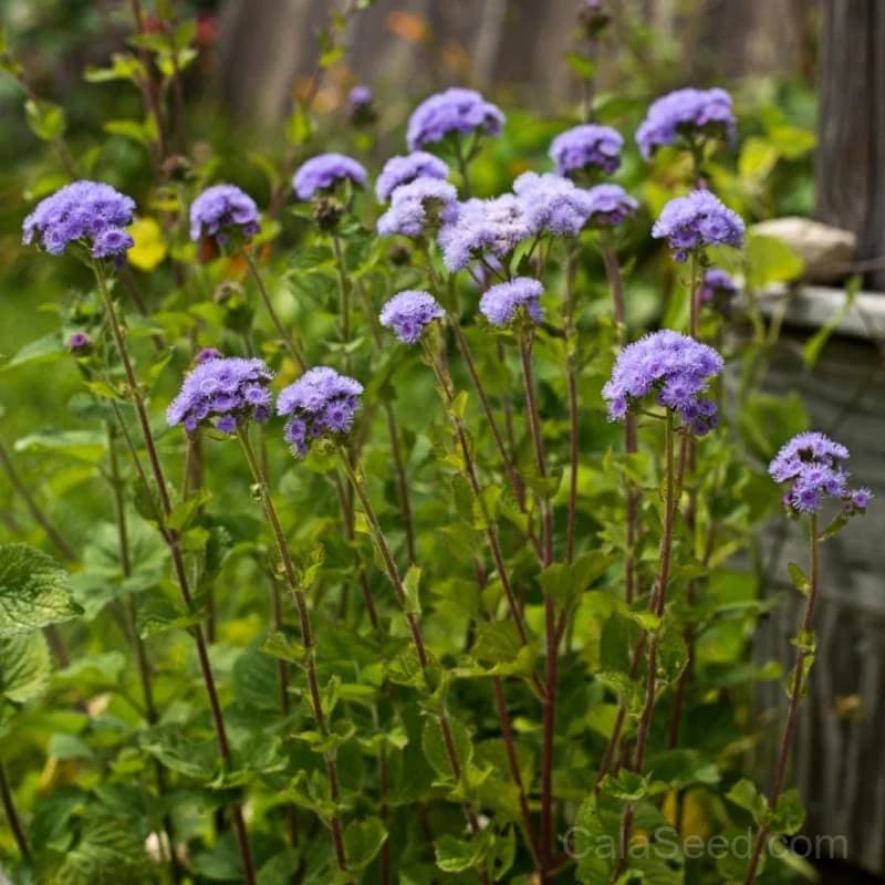 Dondo Blue Ageratum Seeds — Fluffy Blue Blooms - View 1