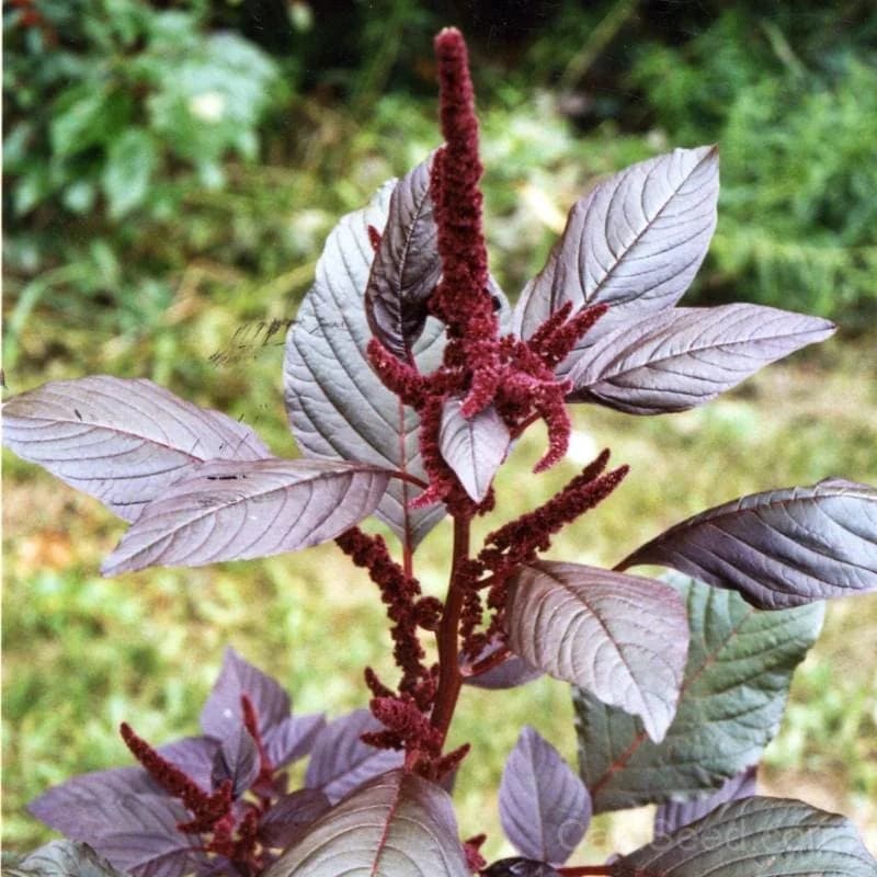 Hopi Red Dye Amaranth Seeds — Traditional Native Grain - View 1