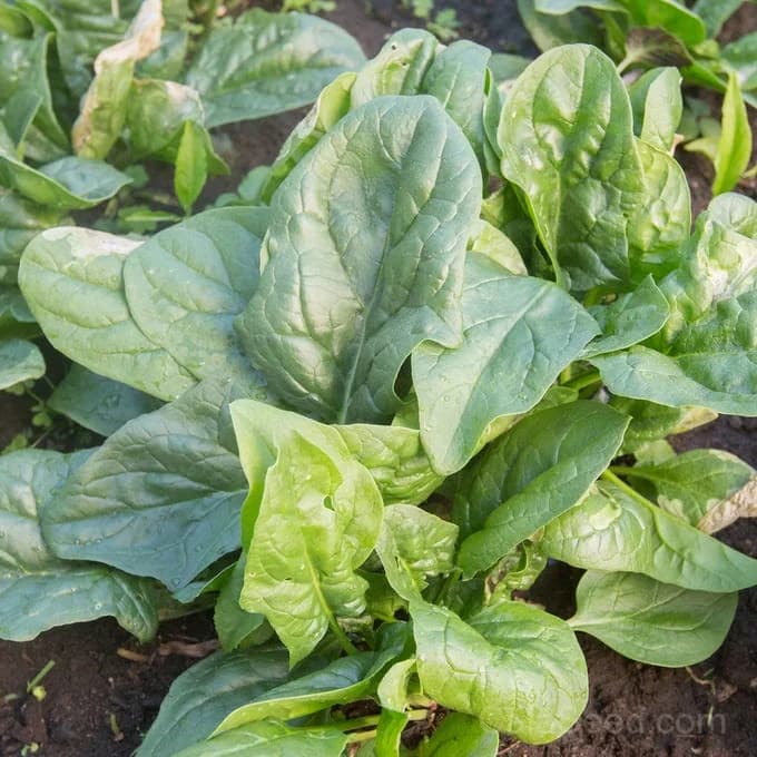 A La Carte Spinach Seeds — Versatile Garden Greens - Alt