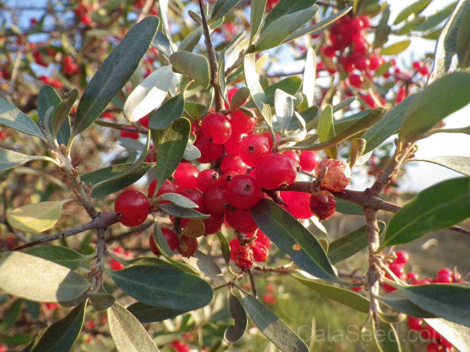 Silver Buffaloberry 'Shepherdia Argentea' Seeds — Native Red Berry Shrub - View 7