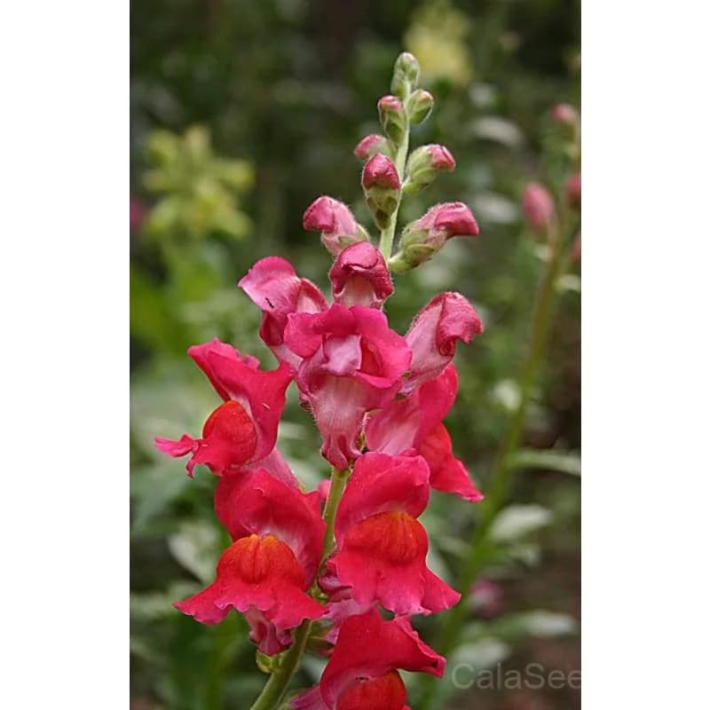Snapdragon 'Tall Deluxe Mixture' Seeds — Premium Cut Flower Blend - View 3