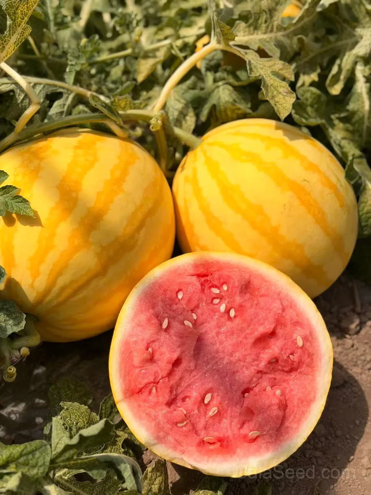 Premium Yellow Skin Seedless Watermelon Seeds | Sweet Rare Variety for Home Gardeners - View 4