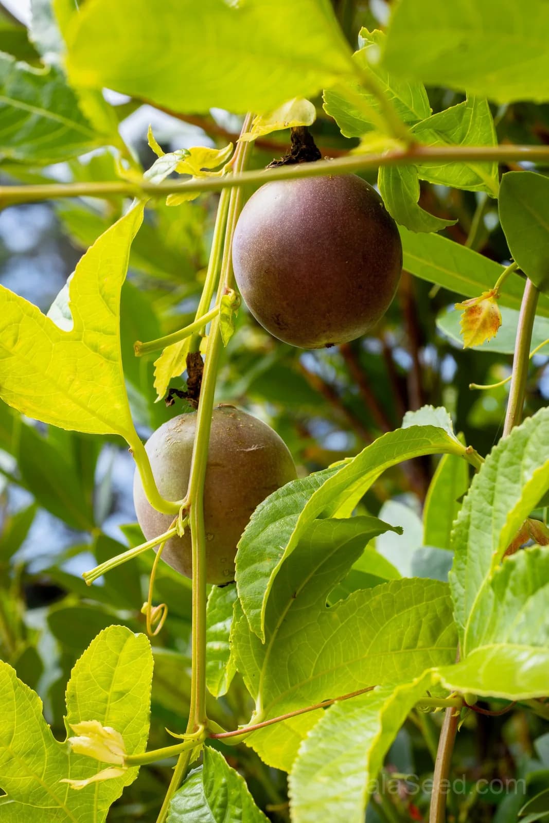 Purple Passion Fruit 'Granadilla' Seeds — Sweet Tropical Vine - View 5