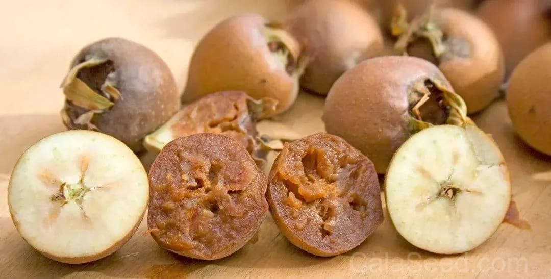 Medlar Seeds — Ancient Fruit for Unique Gardens - View 6