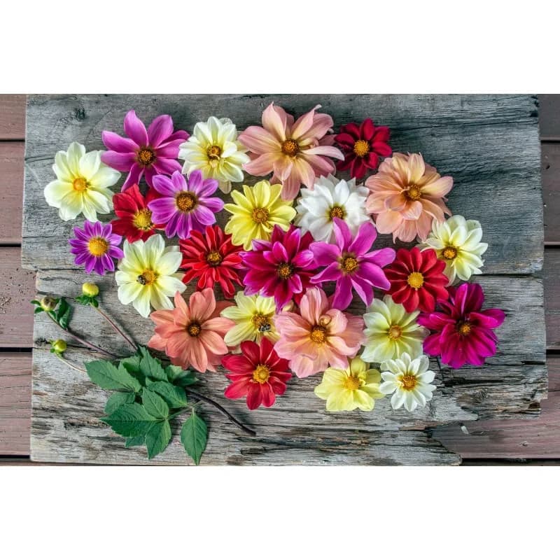 Giant Hybrid Mix Dahlia Seeds — Vibrant Cut Flower Blend - Alt