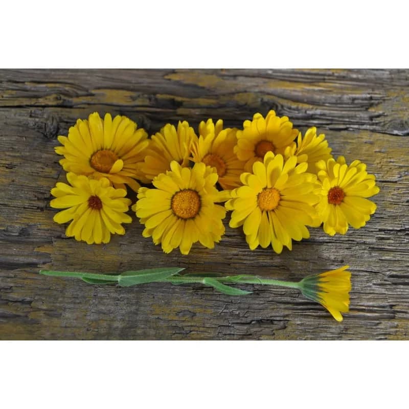 Calendula 'Resina' Seeds — Organic Herbal Flower - View 3