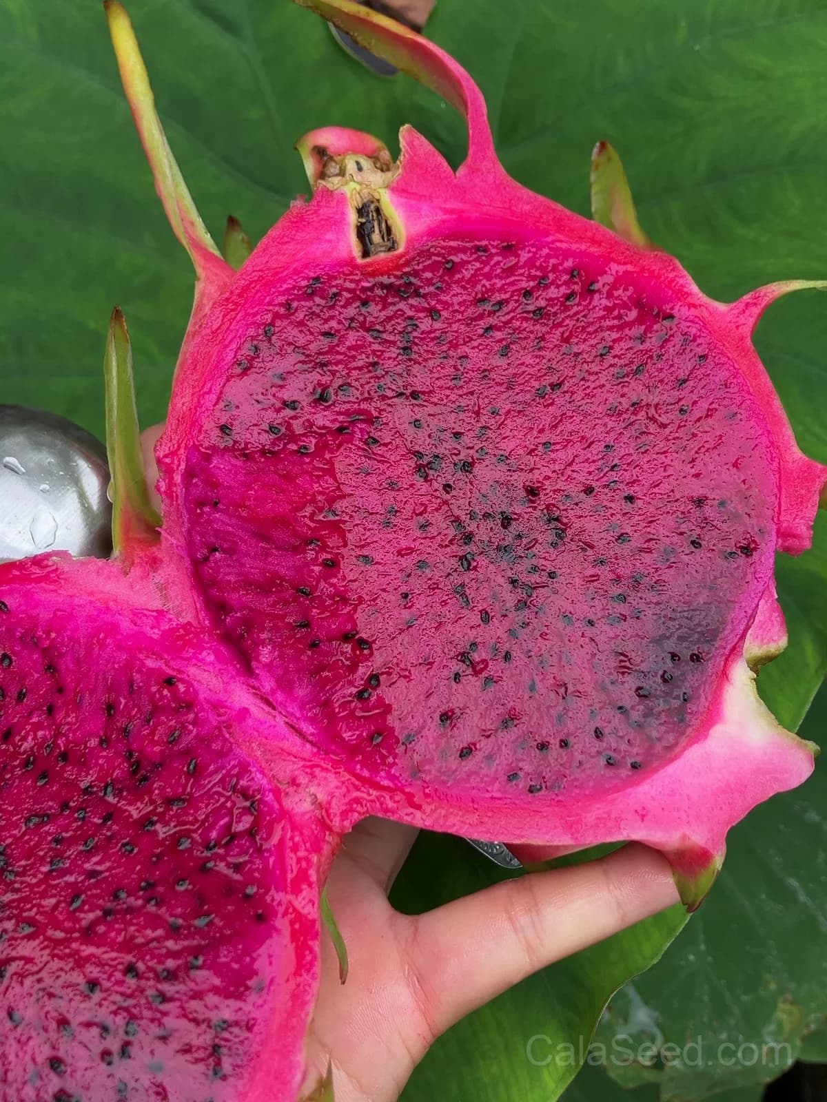 Dragon Fruit 'Red' Seeds — Sweet Tropical Vine Fruit - View 5