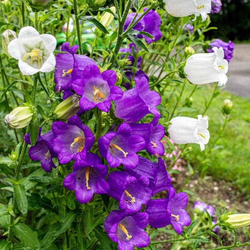 Canterbury Bells Seeds — Classic Cottage Garden Bloom - Alt