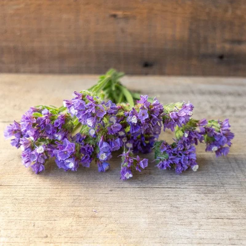 Heavenly Blue Statice Seeds — Long-Lasting Cut Flower - View 2