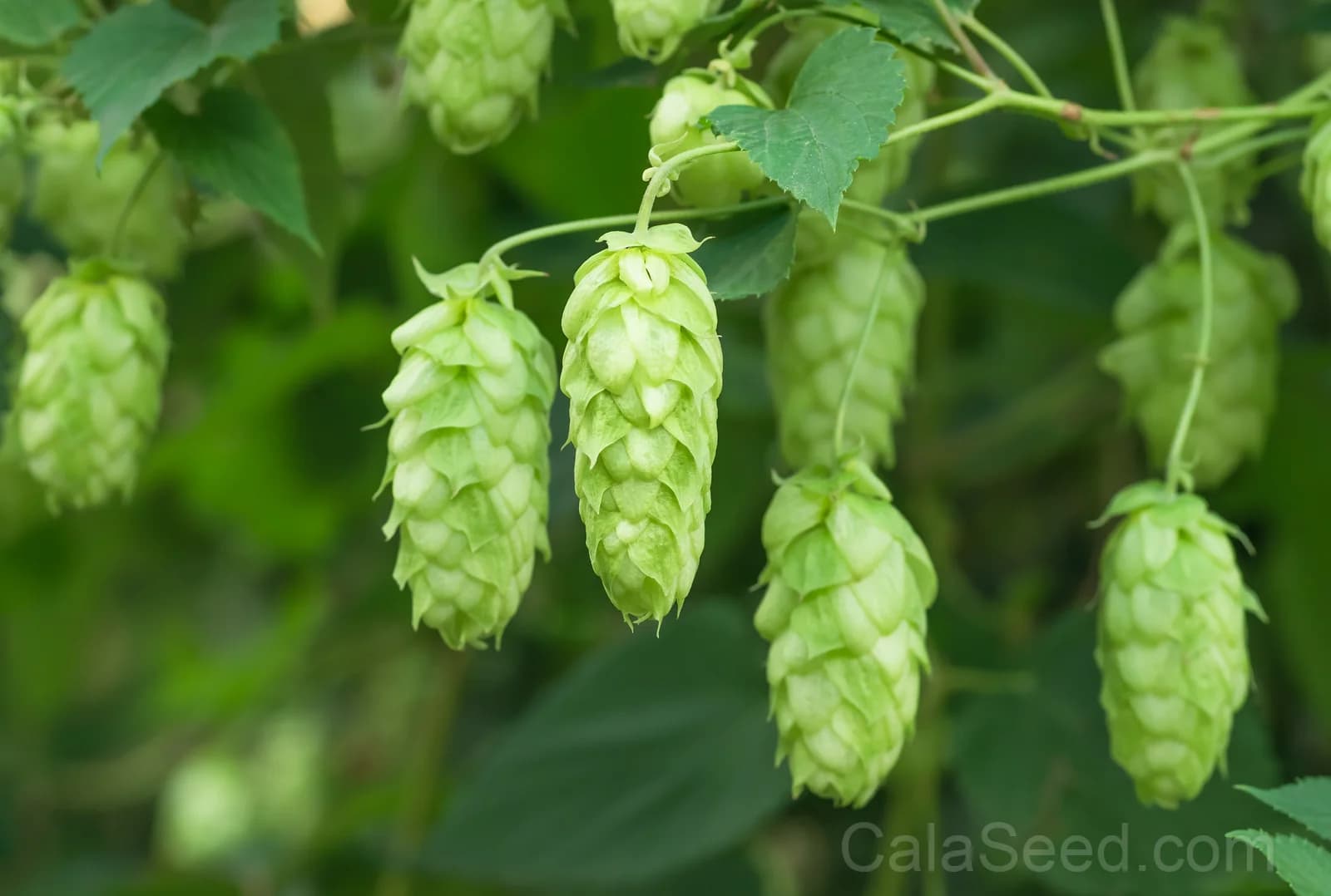 European Hops 'Common' Seeds — Beer Making Vine Ingredient - View 2