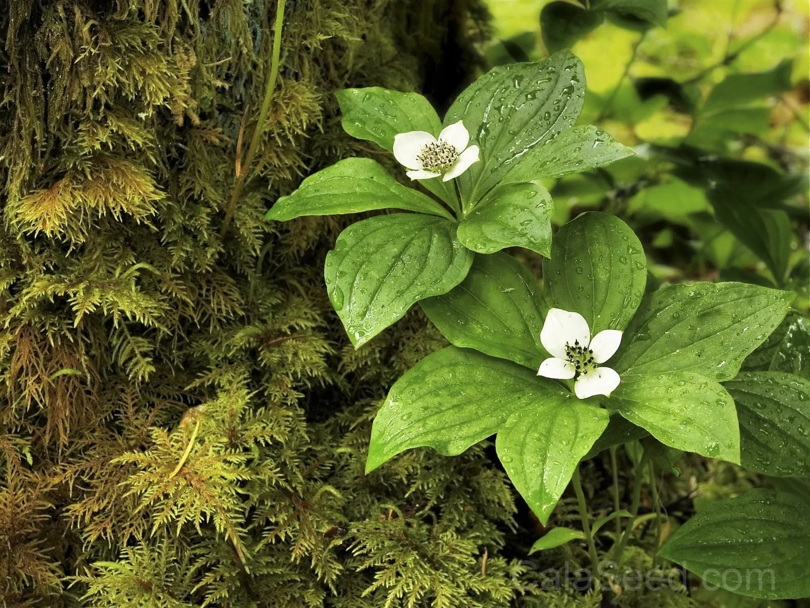 Western Bunchberry 'Alaskan Dogwood' Seeds — Edible Red Berry Groundcover - View 2