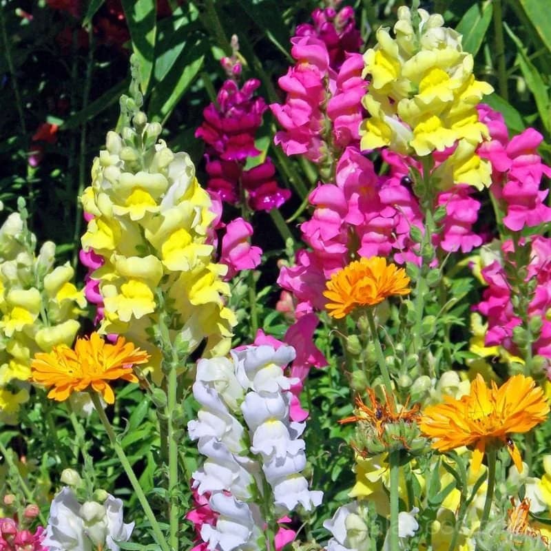 Snapdragon 'Tall Deluxe Mixture' Seeds — Premium Cut Flower Blend - View 1