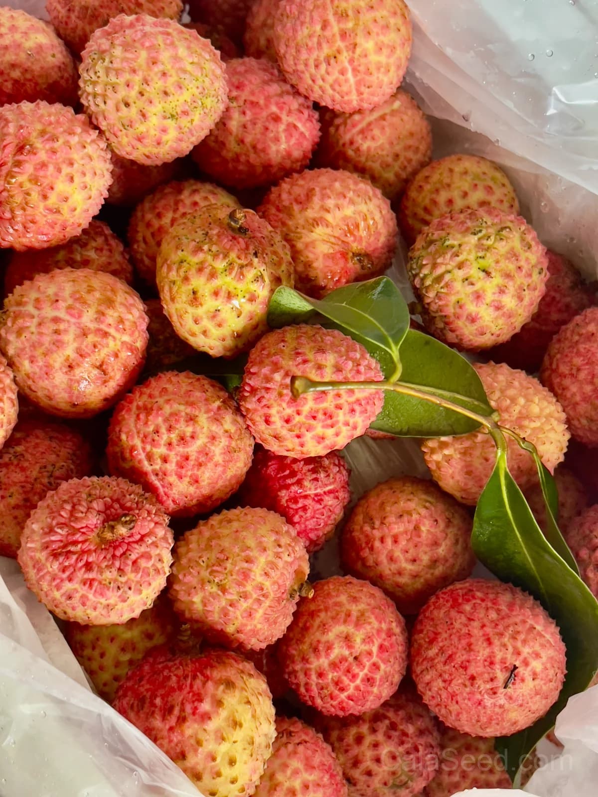 Lychee Seeds — Sweet Tropical Fruit - View 2
