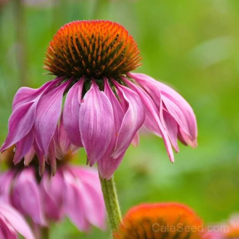Purple Coneflower 'Echinacea' Seeds — Native Perennial Pollinator - View 1