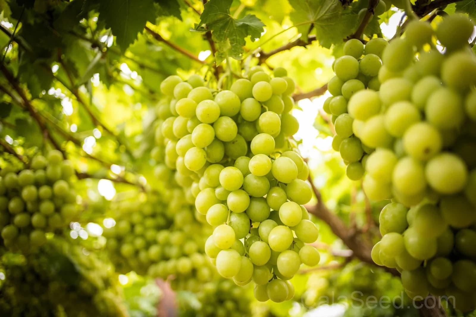 Green Dessert Grape 'Vitis Vinifera' Seeds — Sweet Table Fruit Vine - View 2