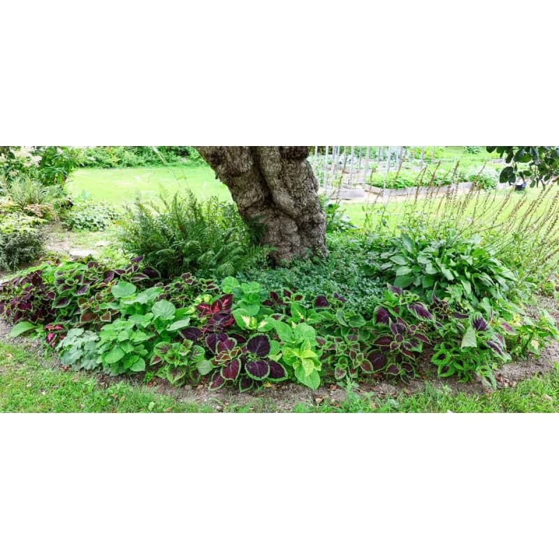 Rainbow Mix Coleus Seeds — Vibrant Foliage Mix - View 3
